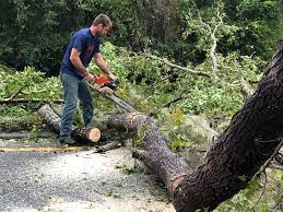 How Our Tree Care Process Works  in  Philomath, OR