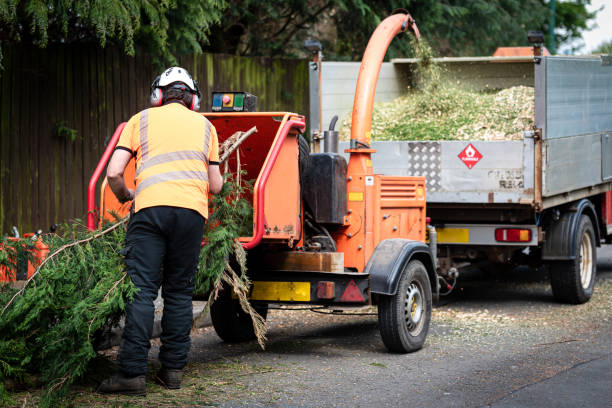 Trusted Philomath, OR Tree Removal Experts